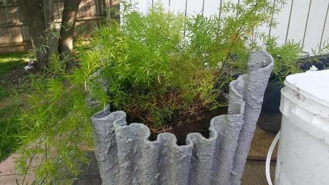 draped hypertufa planter with asparagus fern