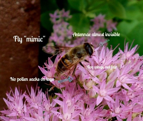 Fly Mimic - It is a pollinator too