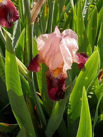bearded iris- fall is time for iris care
