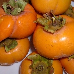 persimmons-the-hypertufa-gardener