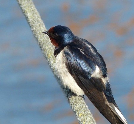 swallow-the-hypertufa-gardener