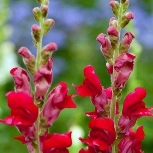 Red-snapdragons-hypertufa-gardener