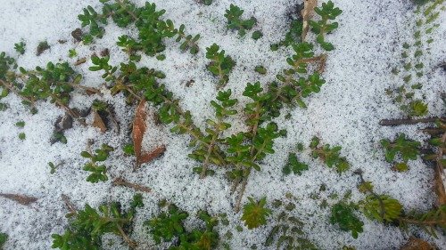 Snowy-Sedums-hypertufa-gardener