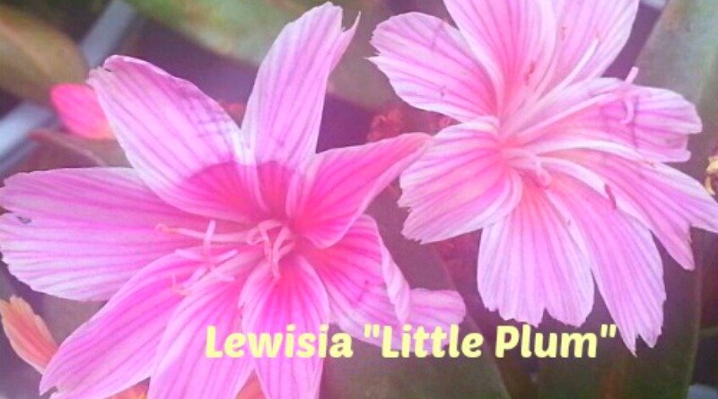 Springtime - Lewisia Little Plum