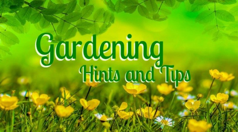 Hints and Tips- Gardening Safety