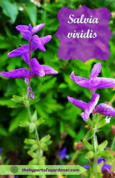  Beautiful Salvia viridis - The Hypertufa Gardener