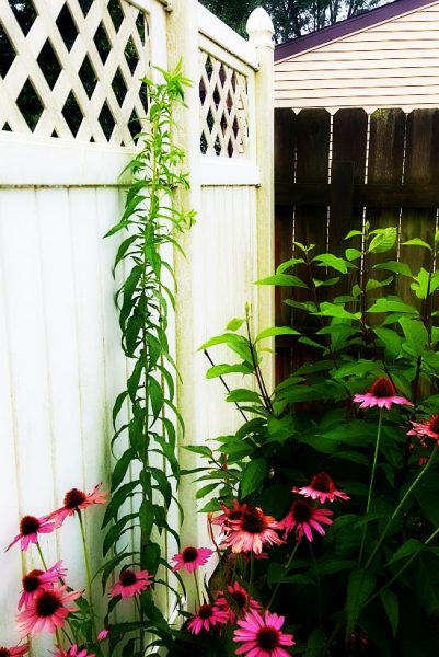 Horseweed 5 feet tall - The Hypertufa Gardener