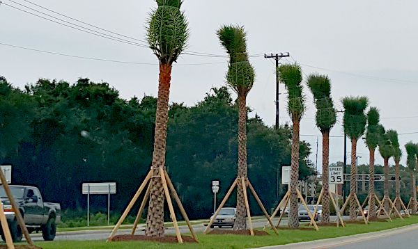 Newly Planted Palms-TheHypertufaGardener