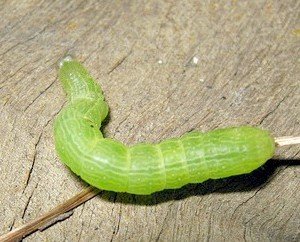 caterpillar-in-veggies-thehypertufagardener.com