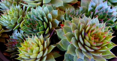 Succulents On Sale! It’s That Time Of Year