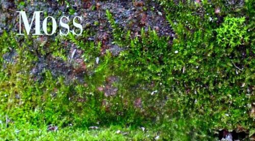 Love How Green Moss Grows On Hypertufa!