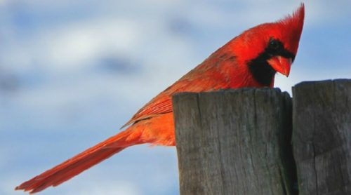 Ohio’s Lovely Cardinals
