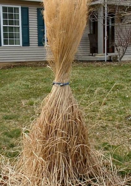 image of dried ornamental grass tied like a ponytail of grass