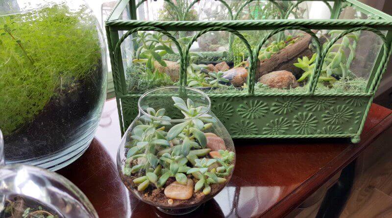 My Little Baby Indoor Succulent Garden - It's A Greenhouse!(1)(1)