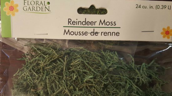 Reindeer Moss for Edge Stuffing