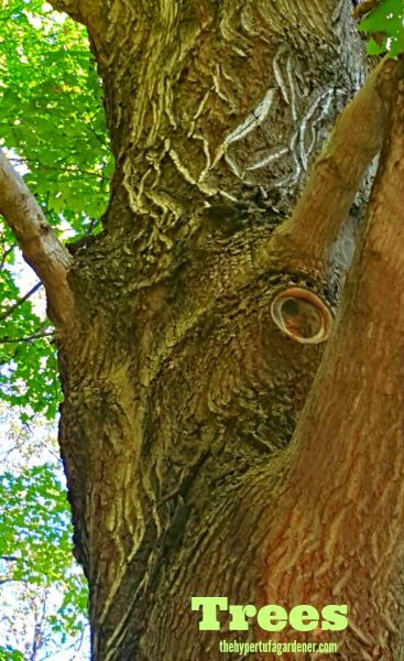 Trees - Nature's Heart & Soul