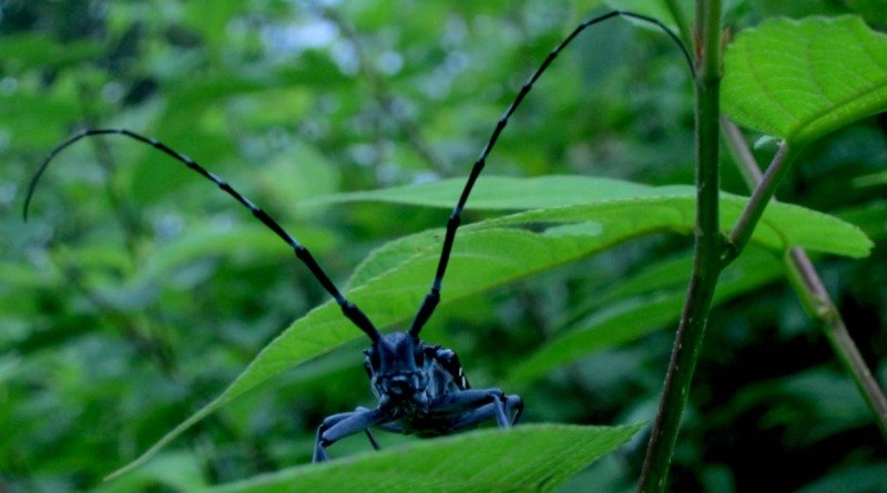 Asian Longhorned Beetle BOLO