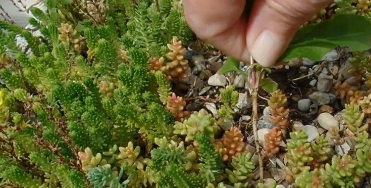 image of fingers plucking weeds in hypertufa