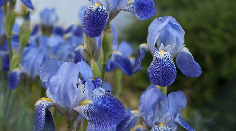 iris in bloom in spring