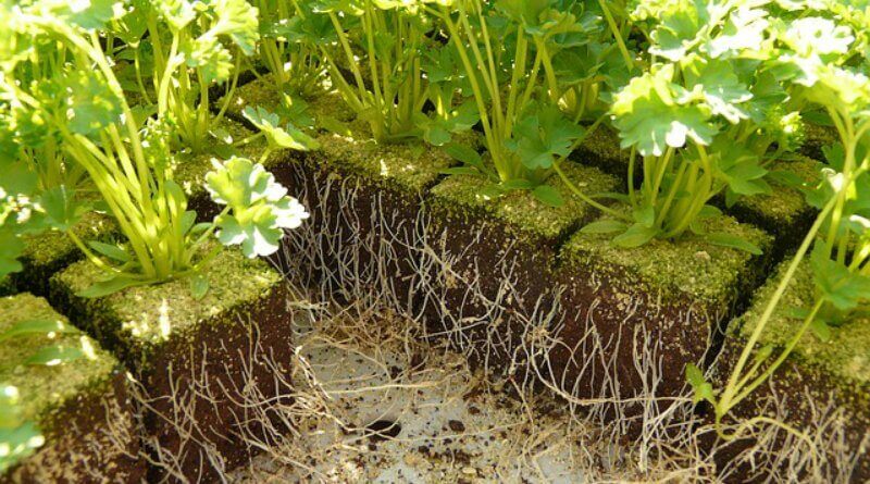 Getting Garden Planter Soil Right(1)(1)