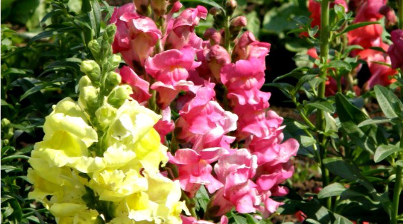 Snapdragons are easy to grow from seed