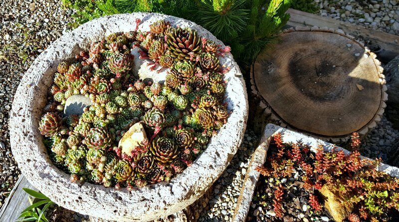 image of several hypertufa planters. why not make one?
