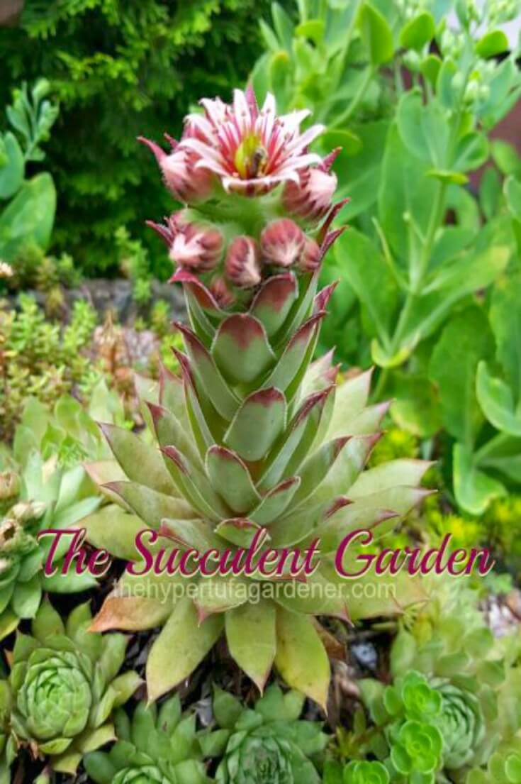The Succulent Garden-TheHypertufaGardener.com