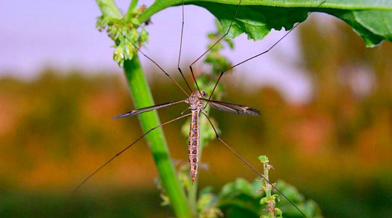 Texas sized mosquito - Just a Crane Fly