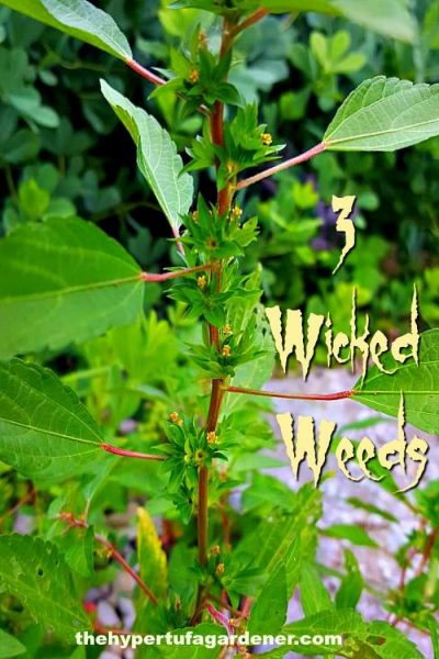 Three Weeds Making My Garden Hopeless - Got them