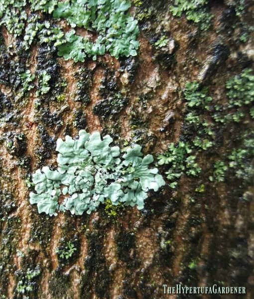 image of variation of color of the lichen on this tree stump