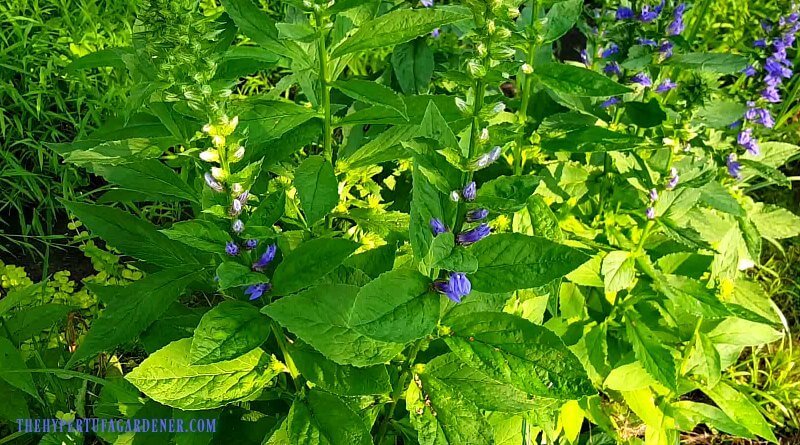 native-plant-great-blue-lobelia1