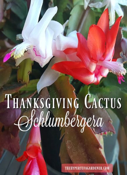 Photo of Red and White Schlumbergera - The Blooming Thanksgiving Cactus