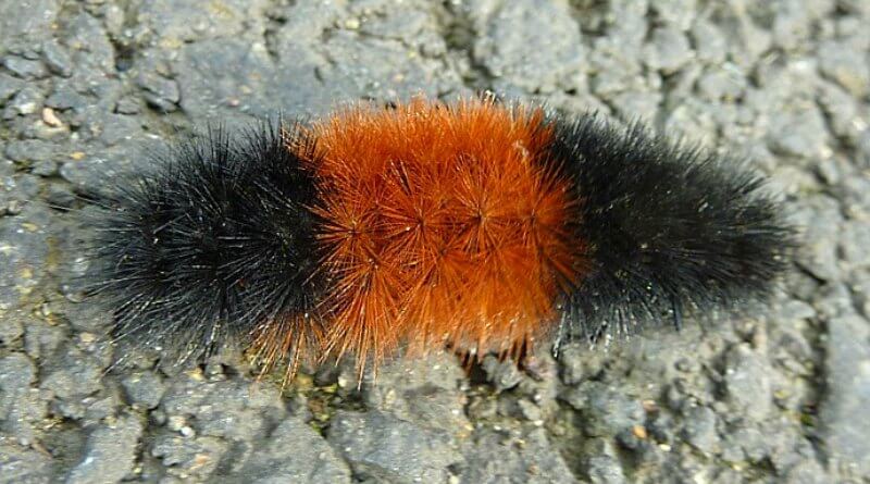Woolly bear predicts the winter