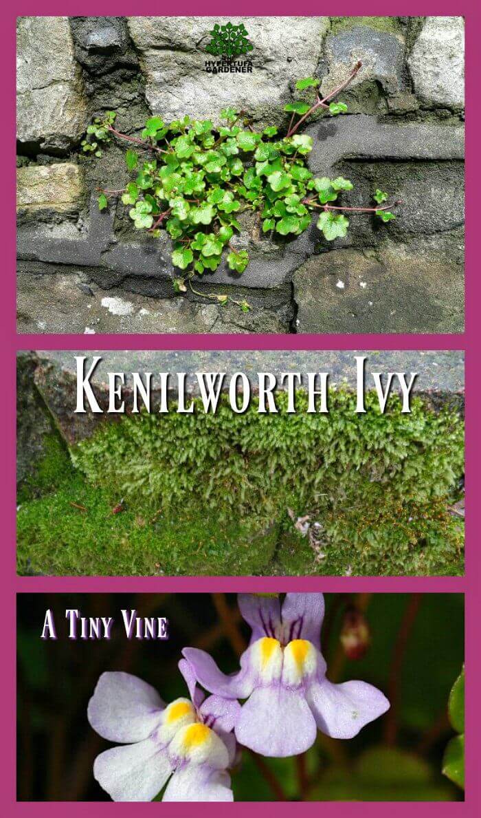 Kenilworth Ivy - A Tiny Vine for Hypertufa