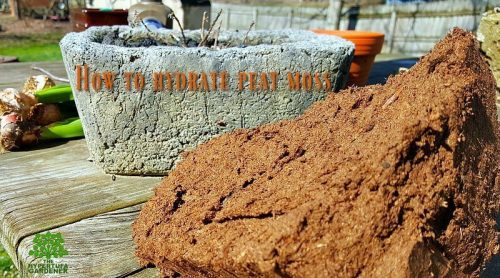 Your Sphagnum Peat Moss Is A Solid Block! Now What?
