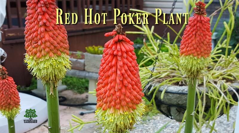 Red Hot Poker Plant - Up Close