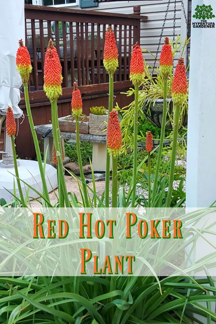 image of blooming Red Hot Poker Plant