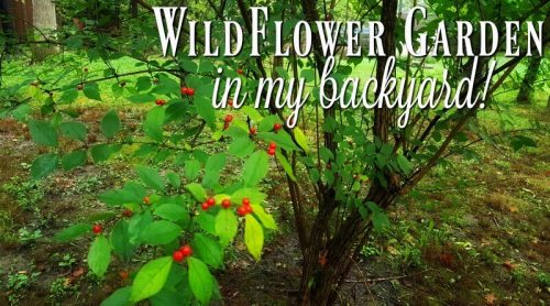 My Wildflower Garden in the Creekbed – Don’t Mow It!