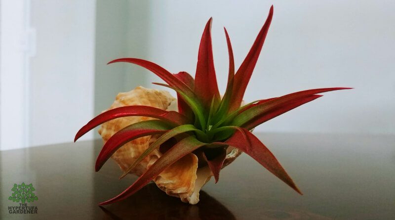 red Air Plant in shell