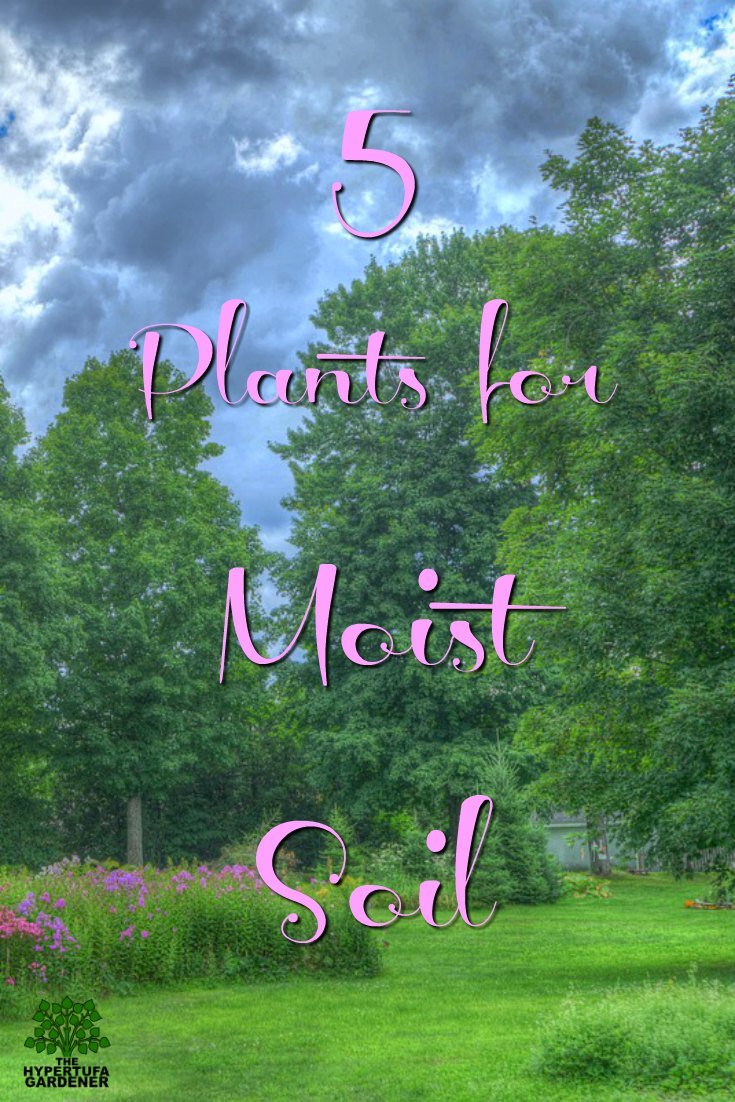 Plants for Moist Soil - My 5 discoveries