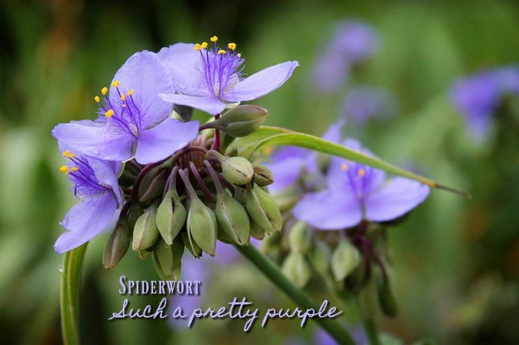 Spiderwort - This one's a plant for moist soil