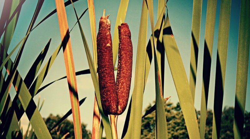 What plants for moist soil? I have not heard good things about cattails. Is it a thug?