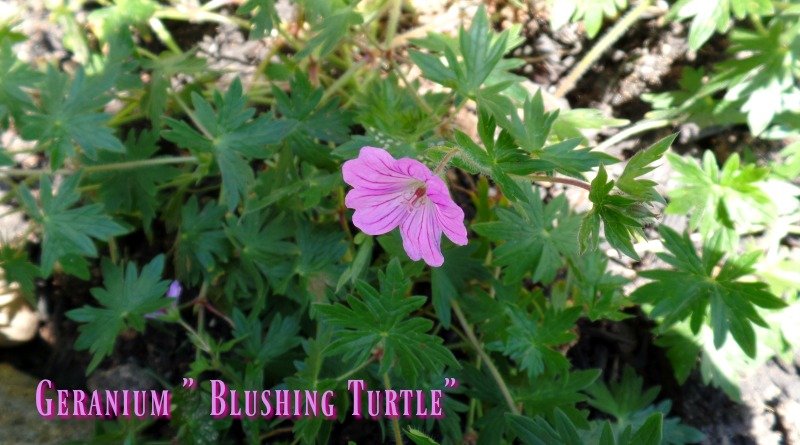 Geranium "blushing turtle" This is a hardy geranium which can bloom all summer until frost if I keep it deadheaded.