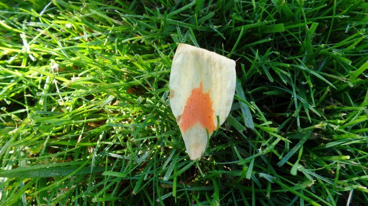 One petal of the flower from a tulip poplar