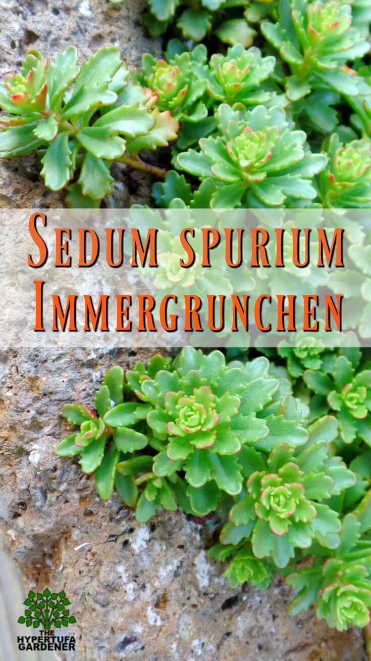 image of Sedum spurium Immergrunchen
