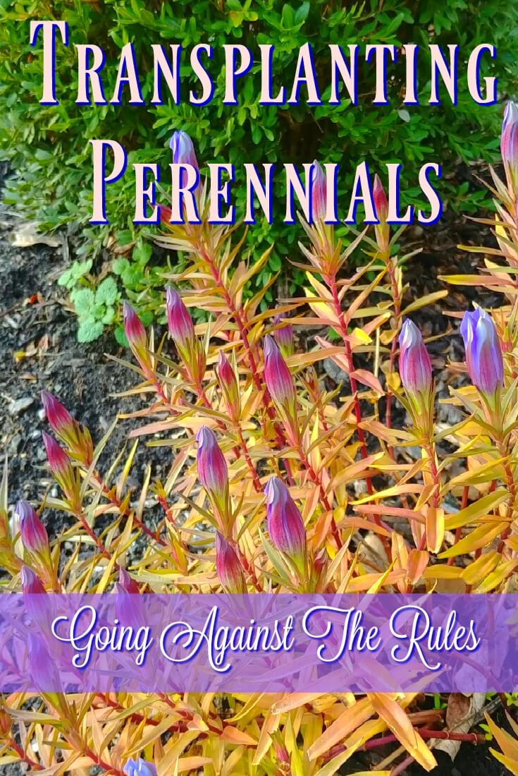 Transplanting Perennials - Going Against The Rules