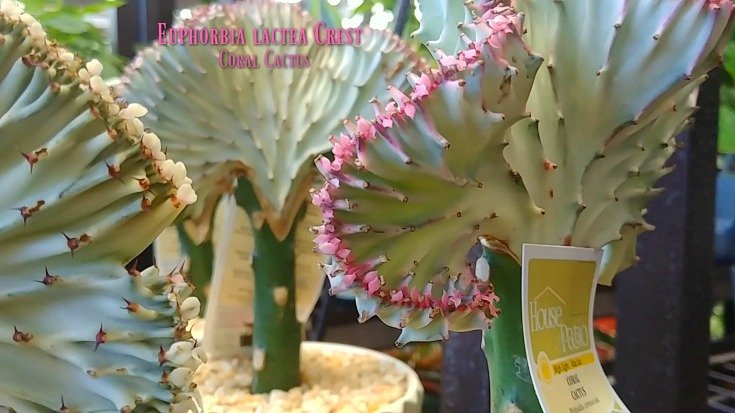 Euphorbia Lactea Crest - Coral Cactus -