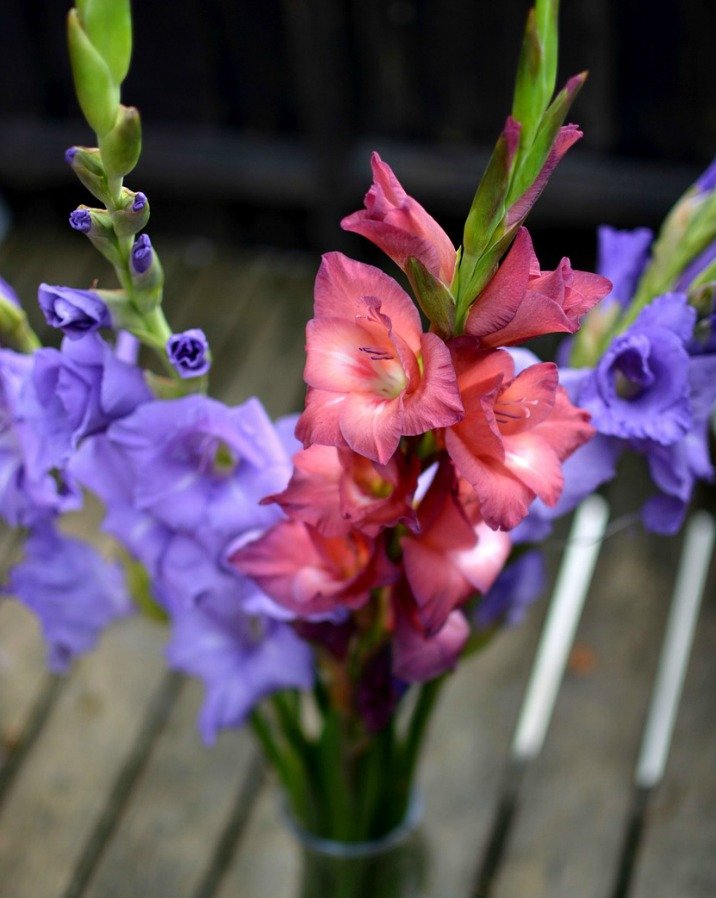 gladiola- for strength and remembrance