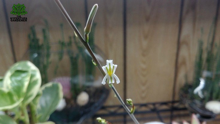 Blooming stalk on my Haworthia attenuata