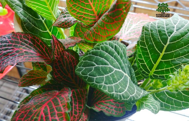 image of Fittonia for my humidity-loving plants in the Terrarium converted from an Aquarium